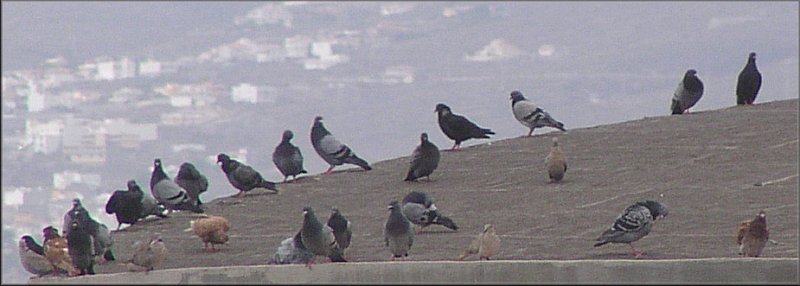 Cooers on the roof